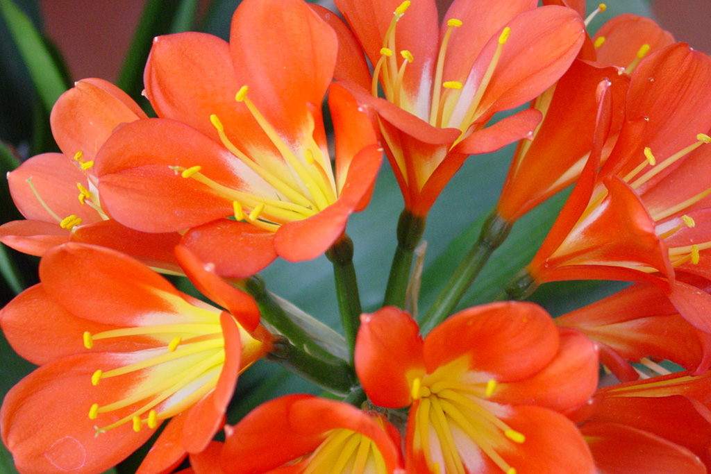 Beautifull clivia flowers in winter at the Costa del Sol