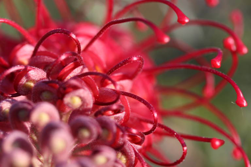 Grevillea Juniperiana – Prickly spider flower
